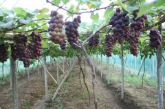 提高葡萄品质的花果管理技术