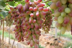 葡萄苗种植的四大要素
