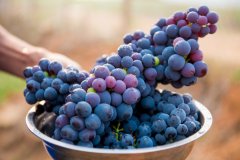 葡萄的品种分类与消毒处理办法